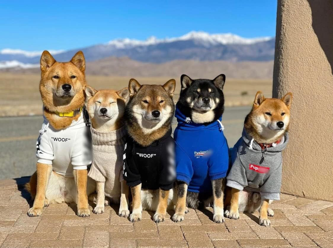 Stylish Streetwear Blue Dog Sweatshirt Tracksuits, Cats Hoodies, Dog Outfit for Cat Puppy Small Medium (3XL)