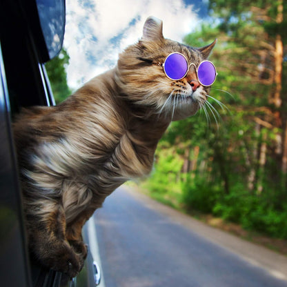6 Pieces Cat Sunglasses Funny Pet Sunglasses Small Dog Sunglasses Classic Retro Circular Pomeranian Sunglasses Eyewear Photos Props Accessories Cosplay Glasses Black and Mix Reflective Color